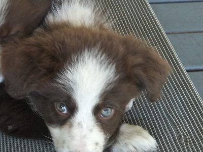 Pure Bred Chocolate Border Collie Puppies
