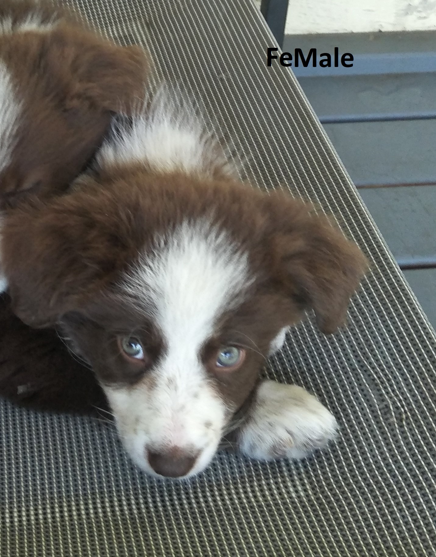 Pure Bred Chocolate Border Collie Puppies