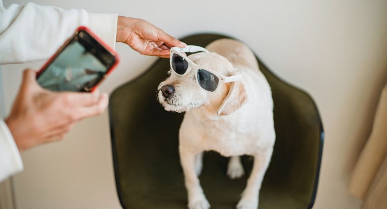 How Digital Technology Helps Keep Your Pets Safe Anywhere