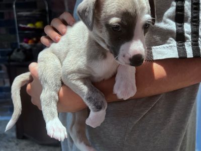 Purebread Whippet Pup Puppies Pups Puppy