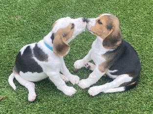 Beagle puppies – Purebred