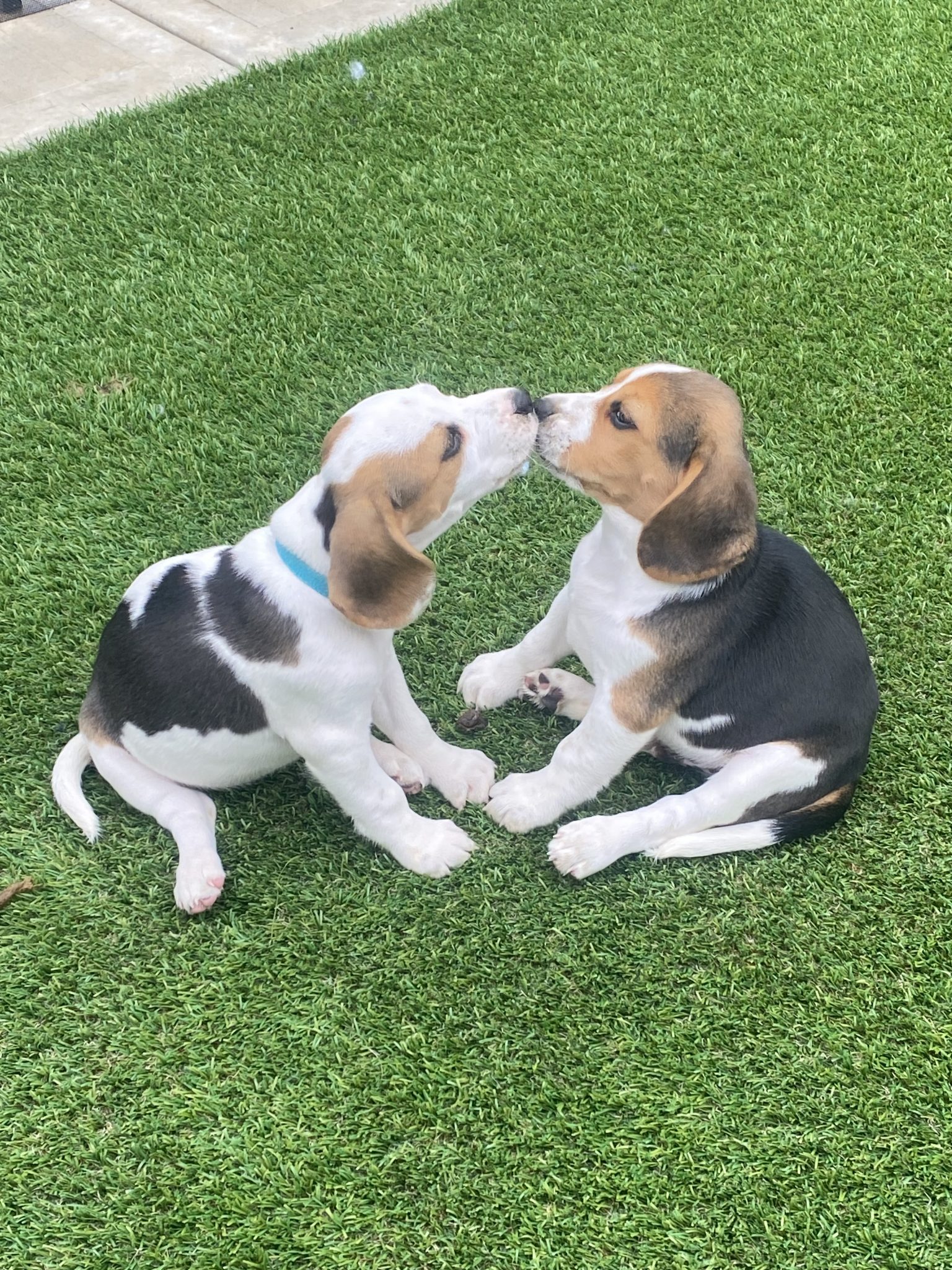 Beagle puppies - Purebred