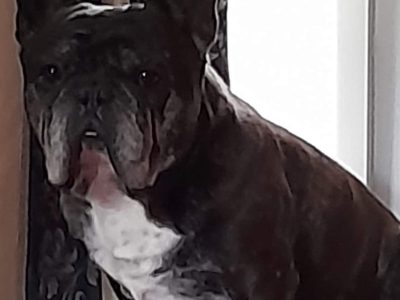 Pure-bred French Bulldog Puppies