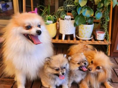 Pomeranian Puppies for Sale