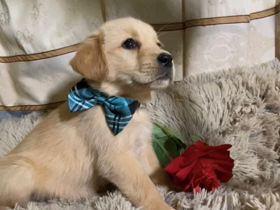 GOLDADOR PUPS GOLDEN RETRIEVER X LABRAD