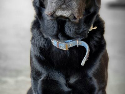 Purebred Labrador Puppies