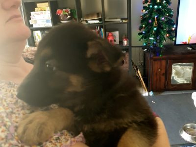 German shepherd Puppies – Pure bred