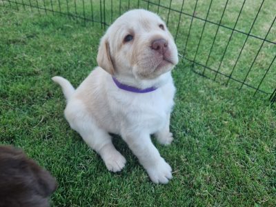 Chocolate and Golden Labrador Puppies!