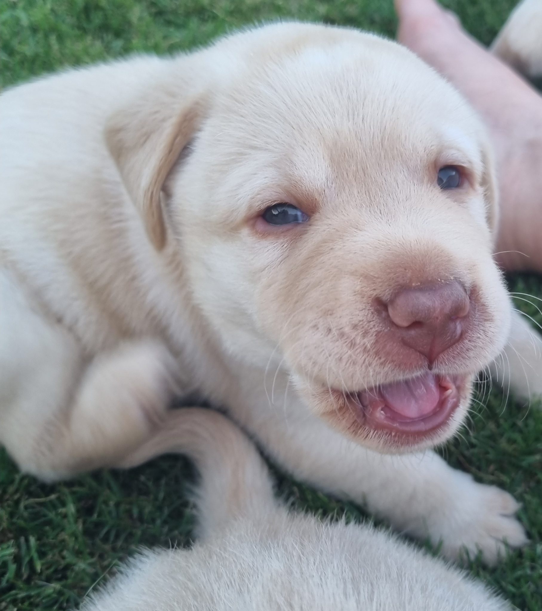 Chocolate and Golden Labrador Puppies!