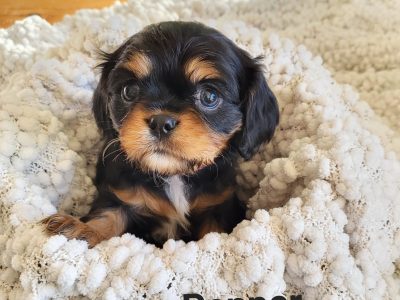 Cavalier King Charles Spaniel puppies