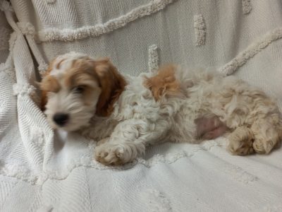 Cockerpoodle pups 2 tan/red/white boys