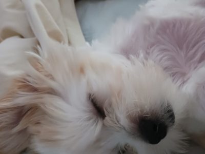 2 beautiful Moodle puppies (both girls)