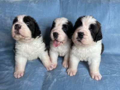 Saint Bernard Puppies (with papers)