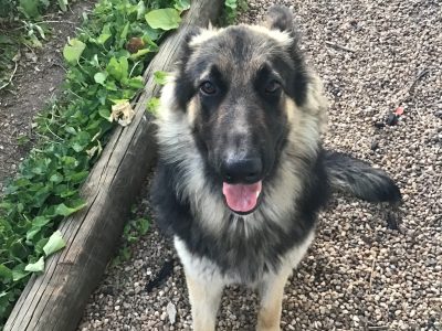 Purebred German Shepherd puppies