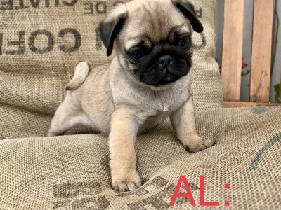 Pure Breed Pug Puppies
