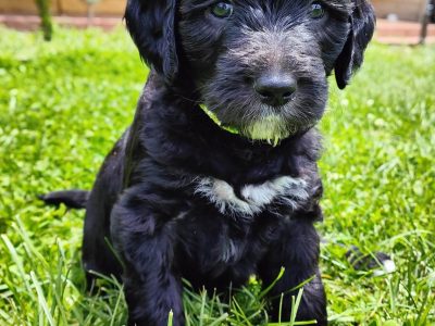 ADORABLE GROODLE CROSS PUPS (Ready 14 DEC)