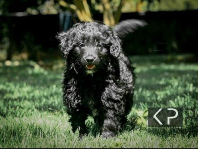 Mini Bordoodles – Supurb Temperament