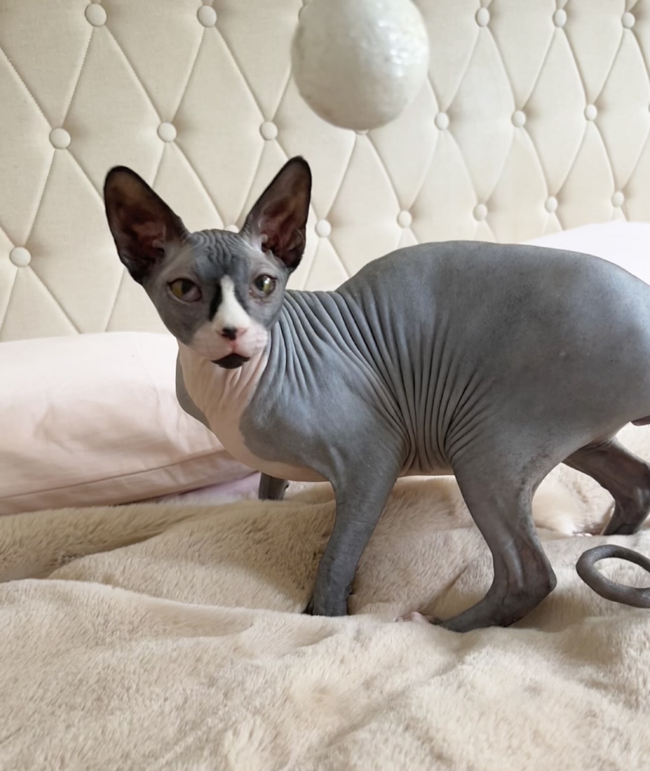 Magnificent Sphynx Cats