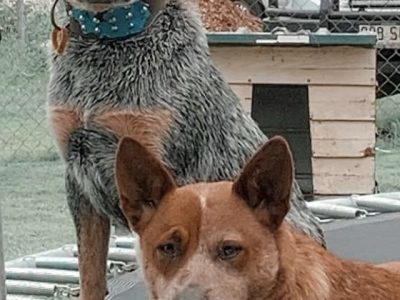 Australian Cattle Dog Pups
