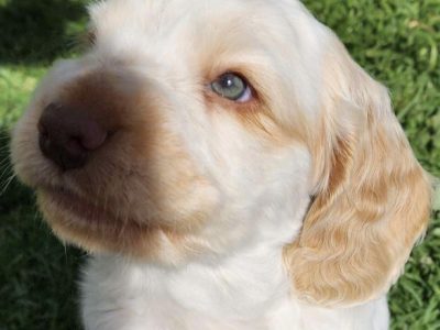 English Cocker Spaniel Purebred Puppies