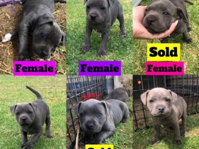Purebred Blue English Staffies for sale