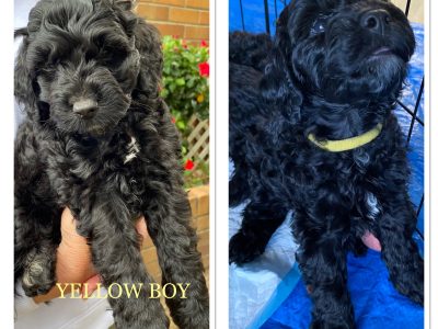 8 BLACK TOY SPOODLES READY 20TH DEC 🎄