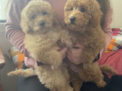 Miniature poodle puppies (dark red)