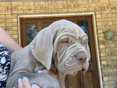 Purebred Neapolitan Mastiff pups