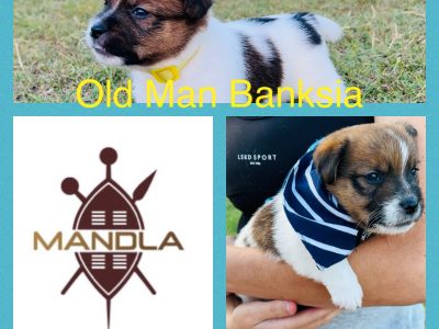 Broken Coat Jack Russell Puppies