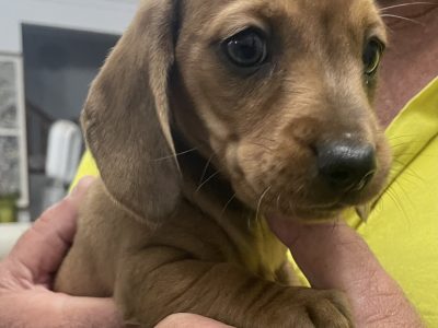 Miniature dappled Dachshund puppies