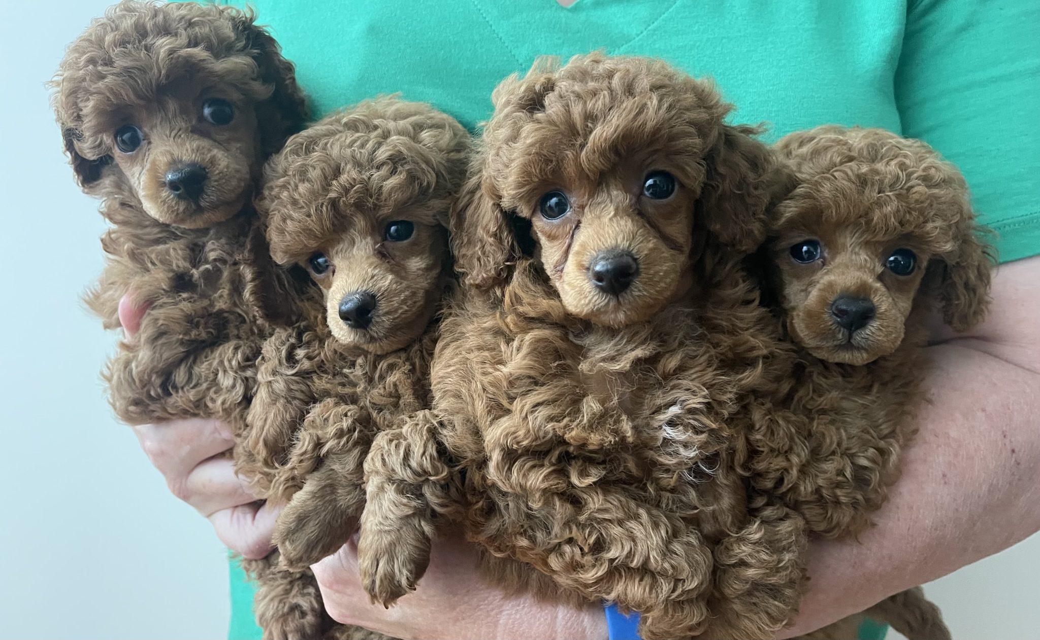 Miniature poodle puppies (dark red)