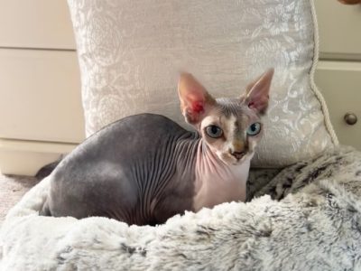 Magnificent Sphynx Cats