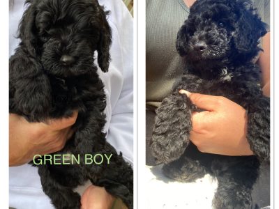 8 BLACK TOY SPOODLES READY 20TH DEC 🎄