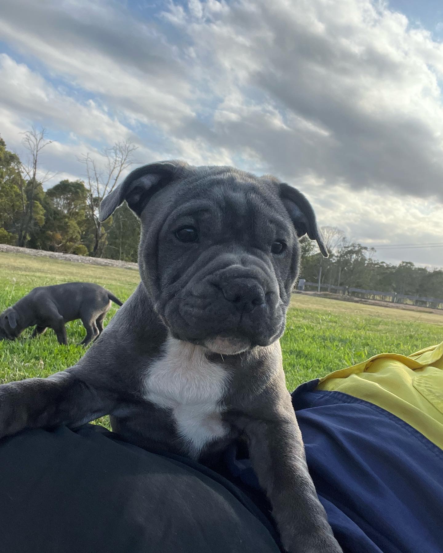 Blue English Staffy Pure Breed with full papers