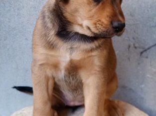 KINGO PUPPIES (KelpiexDingo)