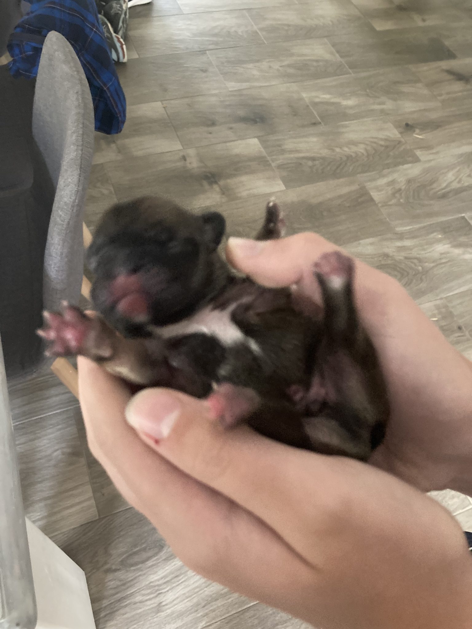 French Bulldog x Jack Russell Puppies