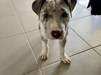 Pure American Staffordshire puppies