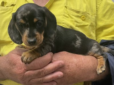 Miniature dappled Dachshund puppies
