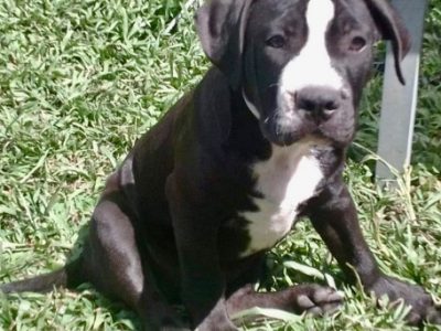 Amstaff x Mastiff Puppies