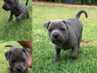 Purebred Blue English Staffies for sale