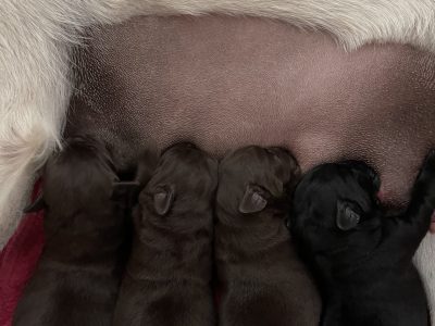 Purebred Labradors ready for valentines day
