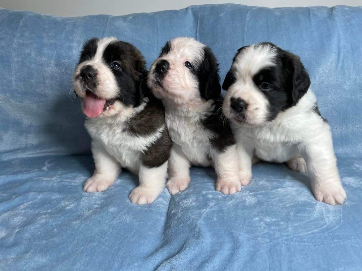 Saint Bernard Puppies (with papers)