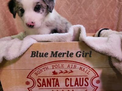 Adorable Border Collie Pups