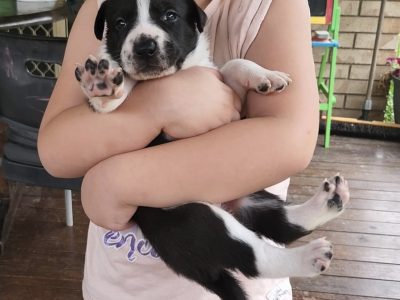 Border Collies X Kelpie Puppies