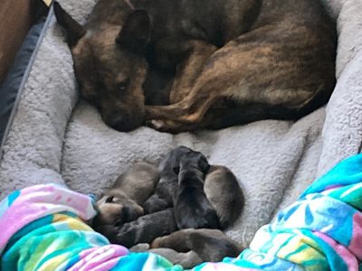 French Bulldog x Jack Russell Puppies