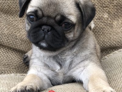 Pure Breed Pug Puppies