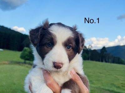 Border Collie Pups x 4 for sale
