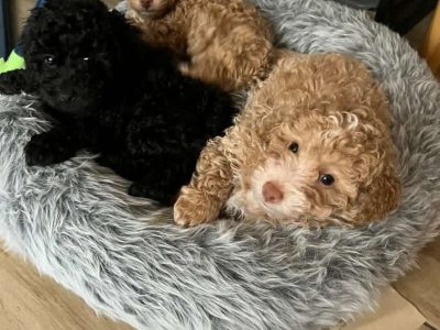 Toy poodle purebred baby boy