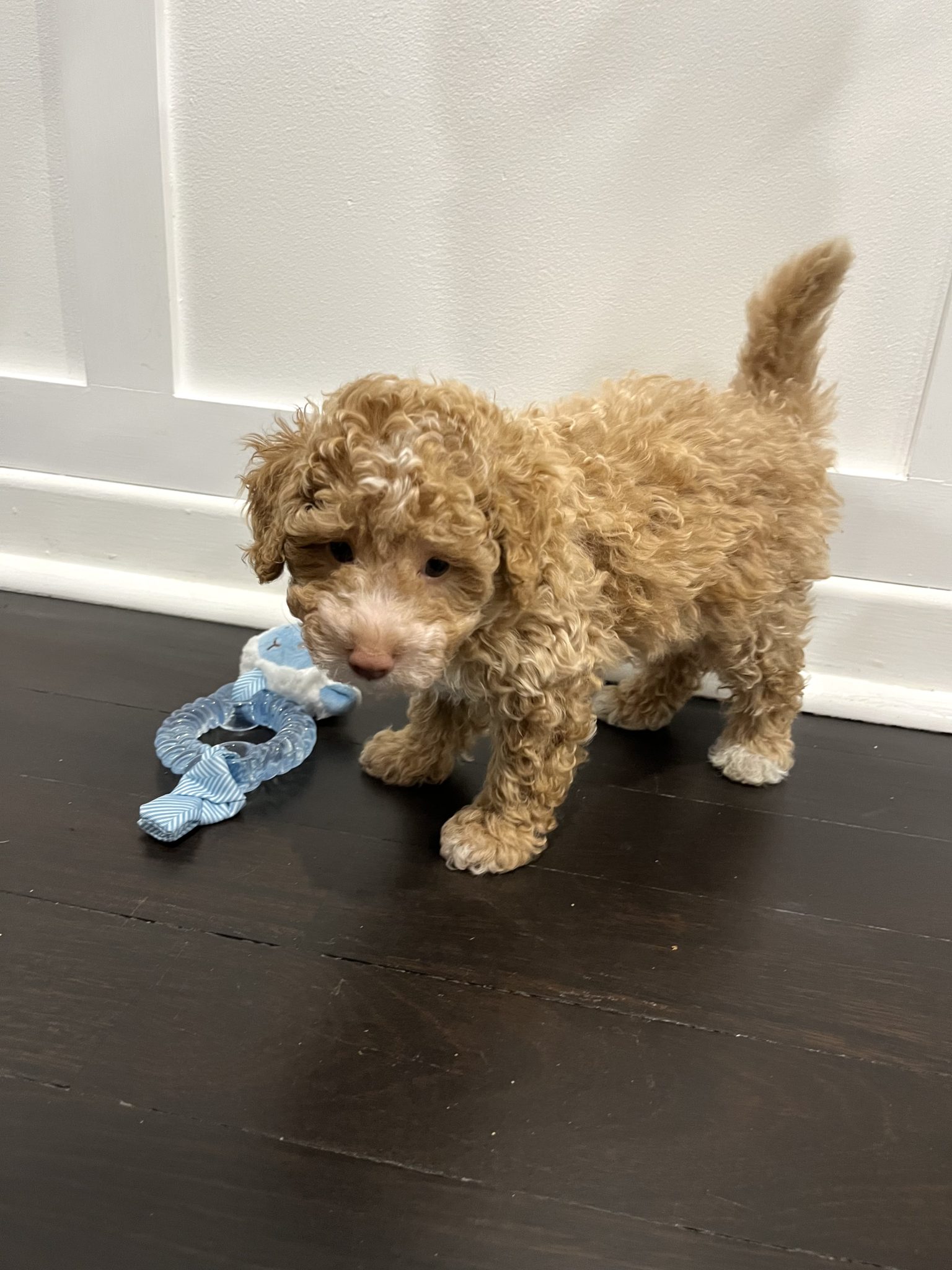 Toy poodle purebred baby boy