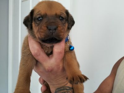 Rottweiler X Bandog